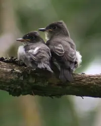 The Olive-sided Flycatcher is a gray, white-bellied bird with a tufted head on a large tree bough.